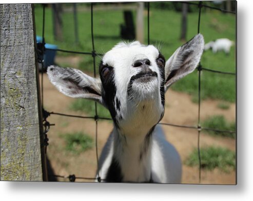 Goat Metal Print featuring the photograph A Goat's Smile #1 by Demetrai Johnson