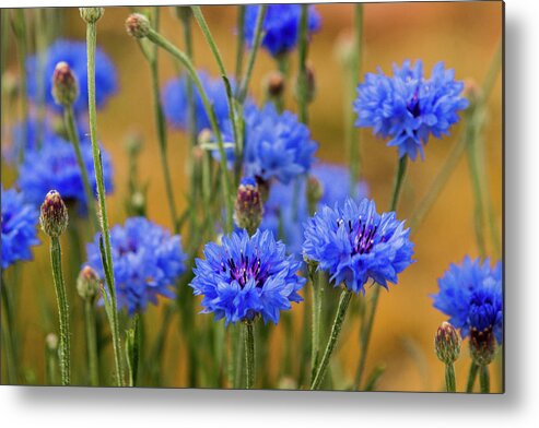 Blue Flowers Metal Print featuring the photograph Bachelor Buttons in Blue #1 by E Faithe Lester
