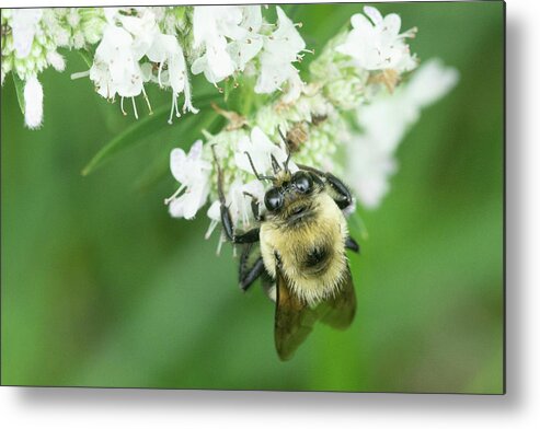 Bee Flower Metal Print featuring the photograph Bee on a Flower #2 by David Morehead