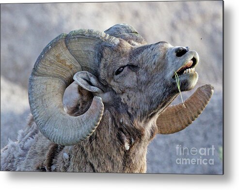 Bighorn Sheep Metal Print featuring the photograph Bighorn Ram #2 by Natural Focal Point Photography