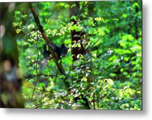 Black Bear Cubs Metal Print featuring the photograph Black bear cubs climbing in the trees playing .......paintography #1 by Dan Friend
