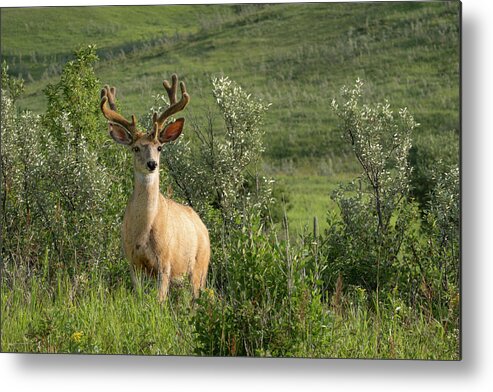 Buck Metal Print featuring the photograph Buck in velvet #1 by Phil And Karen Rispin