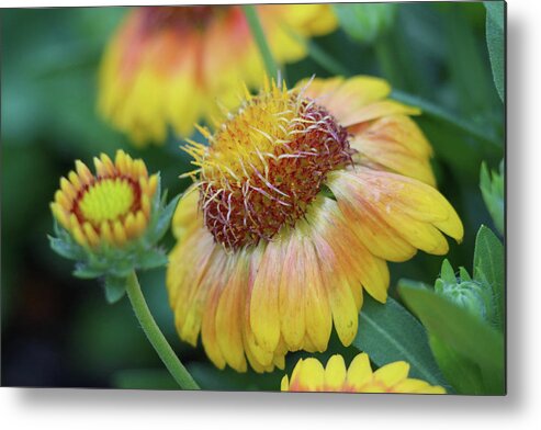 Flower Metal Print featuring the photograph Bud to Bloom by Mary Anne Delgado