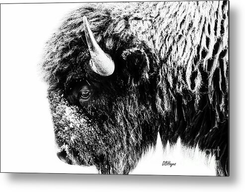 Buffalos Metal Print featuring the photograph Buffalo Black and White Portrait II by DB Hayes