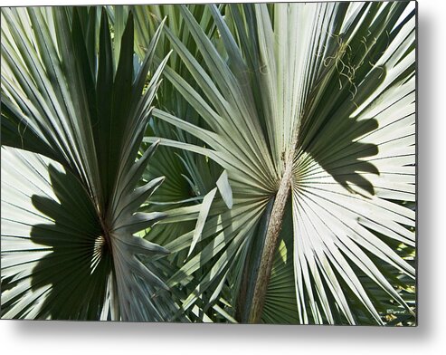 Semi-abstract Metal Print featuring the photograph Casablanca Silver Palms #1 by Christopher Byrd