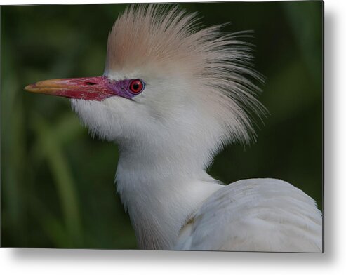 Cattle Metal Print featuring the photograph Cattle Egret #2 by Carolyn Hutchins