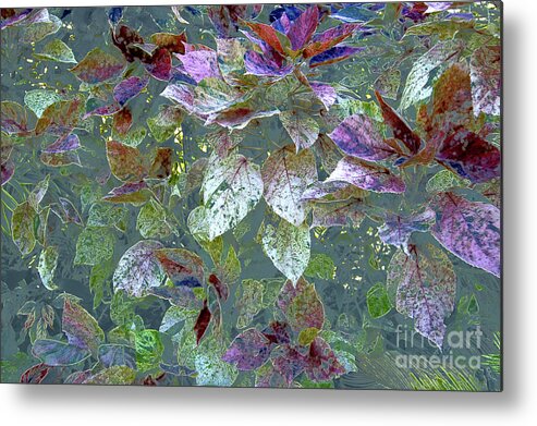 Glow Metal Print featuring the photograph Chiaroscuro Leaves #1 by Tom Wurl