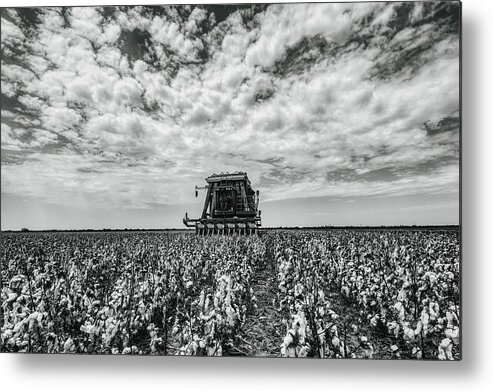 Cotton Harvest Metal Print featuring the photograph Cotton Harvest #1 by USDA Lance Cheung