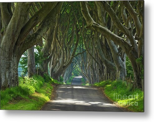 Dark Hedges Metal Print featuring the photograph Dark Hedges, County Antrim, Northern Ireland #2 by Neale And Judith Clark