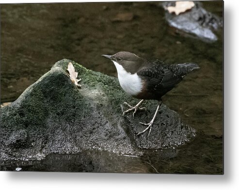 Flyladyphotographybywendycooper Metal Print featuring the photograph Dipper #1 by Wendy Cooper