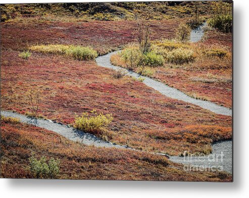Fall Metal Print featuring the photograph Fall Colors of the Tundra #1 by Eva Lechner
