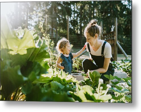 Grass Metal Print featuring the photograph Family Harvesting Vegetables From Garden at Small Home Farm by RyanJLane
