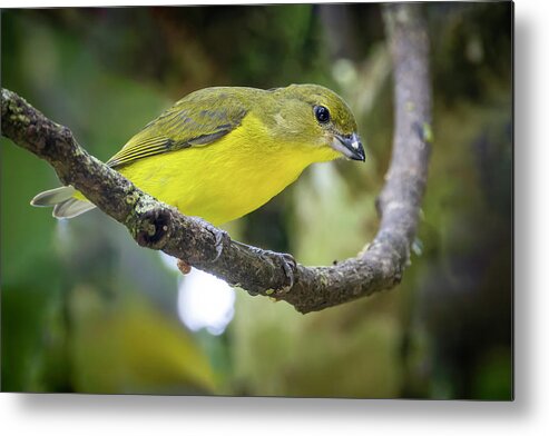 Colombia Metal Print featuring the photograph Female Thick Billed Euphonia Entreaguas Ibague Tolima Colombia #1 by Adam Rainoff