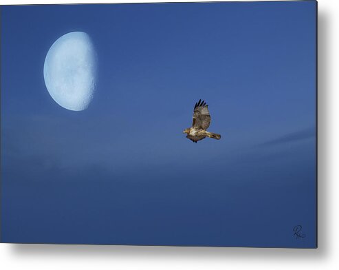 Raptor Metal Print featuring the photograph Fly Me To the Moon #1 by Robert Harris