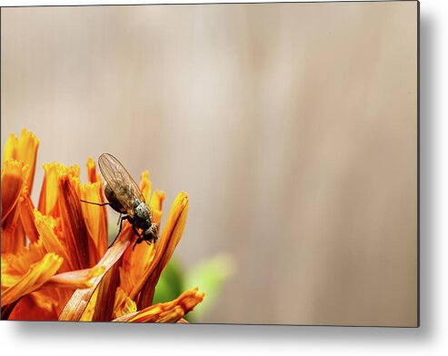 Background Metal Print featuring the photograph Fly on flower #1 by SAURAVphoto Online Store