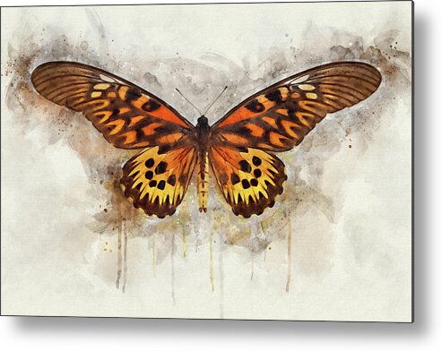 Butterfly Metal Print featuring the photograph Flying Colors #1 by Leda Robertson
