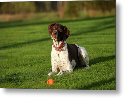 German Shorthaired Metal Print featuring the photograph German Shorthaired Pointer by Brook Burling