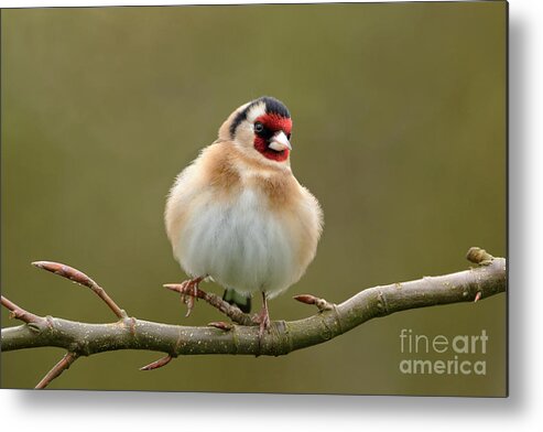 It Took A Lockdown To Get Me Back To Photographing Garden Birds.goldfinch From The Garden Metal Print featuring the photograph Goldfinch #1 by Peter Skelton