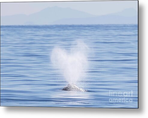  Metal Print featuring the photograph Gray Whale Heart-Shaped Spout #1 by Loriannah Hespe
