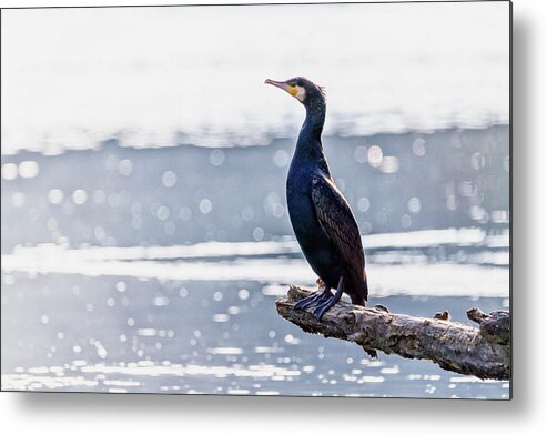 Bird Metal Print featuring the photograph Great cormorant, Phalacrocorax carbo, standing peacefully on a branch #1 by Elenarts - Elena Duvernay photo