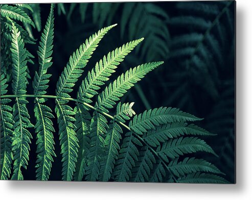 Decoration Metal Print featuring the photograph Green plants in natural conditions #1 by Benoit Bruchez