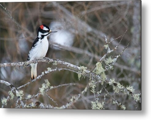 Hairy Woodpecker Metal Print featuring the photograph Hairy Woodpecker #1 by Brook Burling