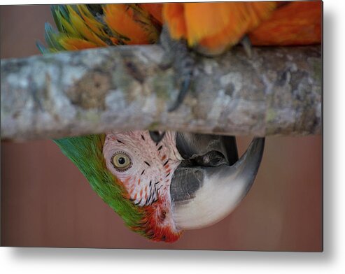 Bird Metal Print featuring the photograph Harlequin Macaw #1 by Carolyn Hutchins