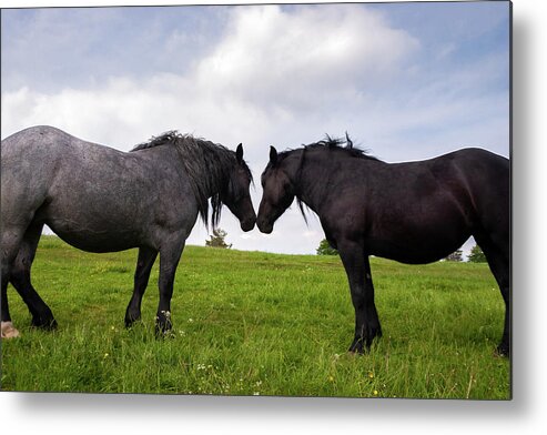 Horses Metal Print featuring the photograph Horses nuzzling on slivnica mountain #1 by Ian Middleton