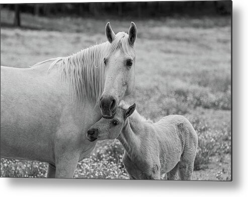 Horse Metal Print featuring the photograph Hugging momma #1 by Jamie Tyler