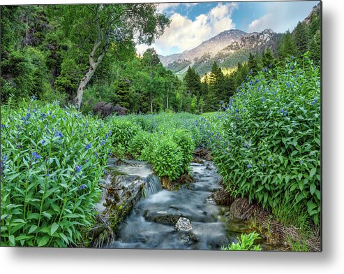 Nature Metal Print featuring the photograph Idaho Bluebells #1 by Leland D Howard