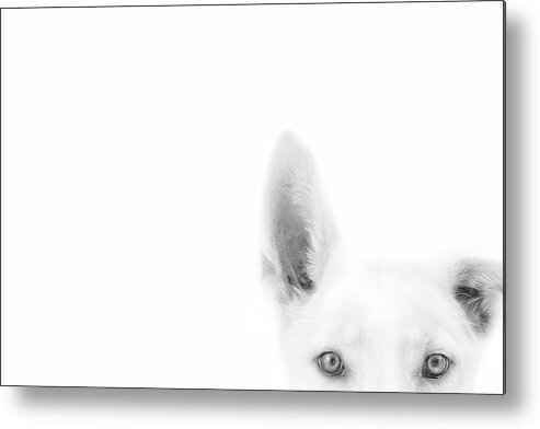 Dog Metal Print featuring the photograph I'm Listening #1 by Ghostwinds Photography