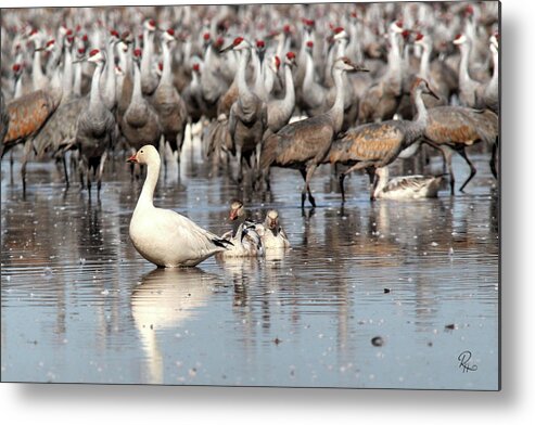 Wildlife Metal Print featuring the photograph In Front of Giants by Robert Harris
