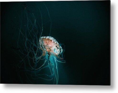 Japanese Sea Nettles Metal Print featuring the photograph Japanese Sea Nettles Jellyfish #1 by Marianna Mills