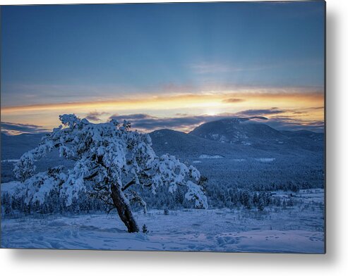 Tree Metal Print featuring the photograph Last sun #1 by Thomas Nay