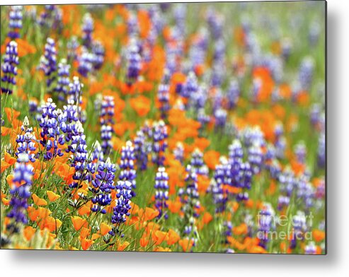 Lupine Metal Print featuring the photograph Lupines and Poppies #1 by Vivian Krug Cotton