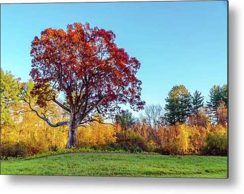 Magical Tree Metal Print featuring the photograph Magical Tree 3 by Lilia S