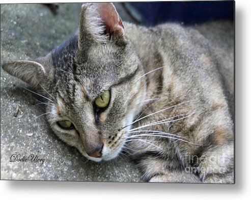 Tranquil Metal Print featuring the photograph Miss Kitty #1 by Dodie Ulery
