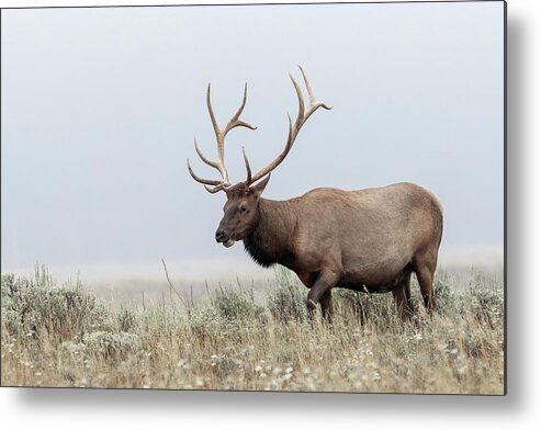Elk Metal Print featuring the photograph Mr. Bull #1 by Ronnie And Frances Howard