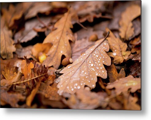Fall Metal Print featuring the photograph Oak Leaves and rain drops by Anita Nicholson