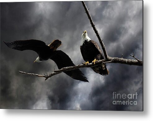 Bald Eagles Metal Print featuring the photograph On The Edge #1 by Bob Christopher