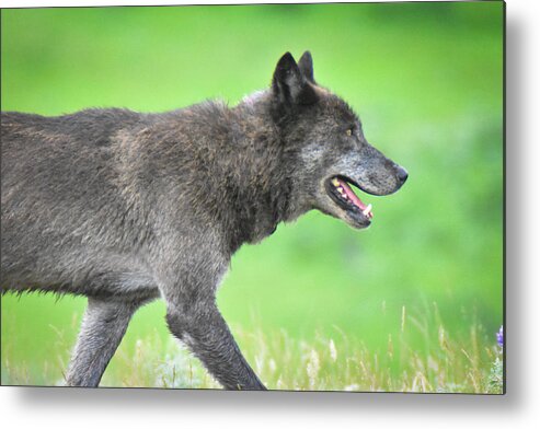 Wolf Metal Print featuring the photograph On the Hunt #1 by Ed Stokes