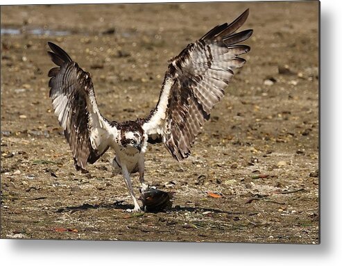 Osprey Metal Print featuring the photograph Osprey and Its Catch #1 by Mingming Jiang