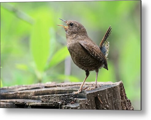 Wren Metal Print featuring the photograph Pacific-winter Wren #1 by Terry Dadswell