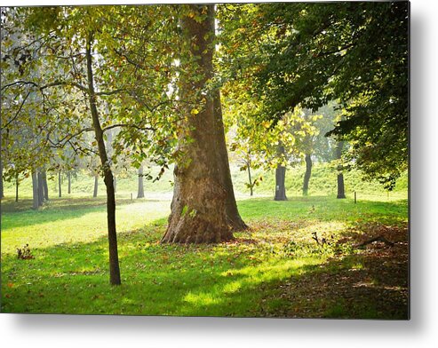 Trees Metal Print featuring the photograph Parco Cavour. Ottobre 2016 #5 by Marco Cattaruzzi