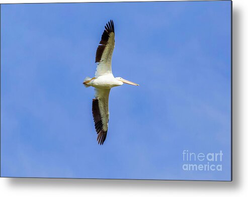 Pelicans Metal Print featuring the photograph Pelican in Flight #1 by Shirley Dutchkowski