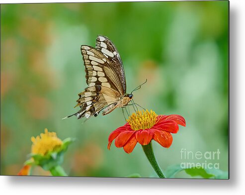 Butterflies Metal Print featuring the photograph Perfect Landing #1 by Judy Kay