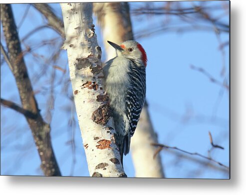 Red Bellied Metal Print featuring the photograph Red Bellied Woodpecker #1 by Brook Burling