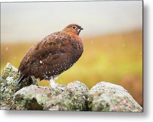 Animal Metal Print featuring the photograph Red Grouse on a dry stone wall in the rain #1 by Anita Nicholson
