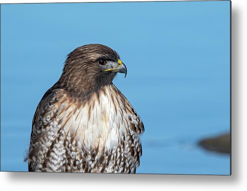 Raptor Metal Print featuring the photograph Red Tailed Hawk 6 by Rick Mosher