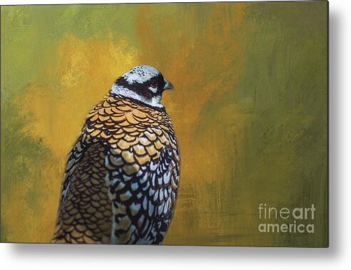 Reeve's Pheasant Metal Print featuring the photograph Reeve's Pheasant #1 by Eva Lechner